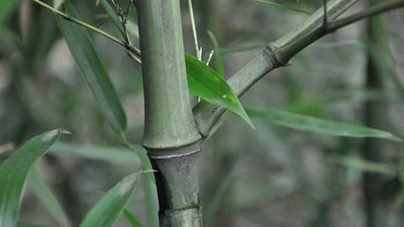 实心竹子有几种 实心竹子有几种品种