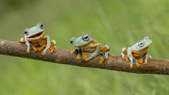 树蛙是保护动物吗（斑腿泛树蛙是保护动物吗）