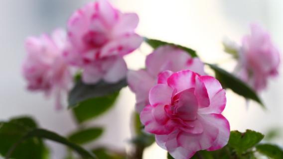 水梅花怎么繁殖（水梅花怎样繁殖）