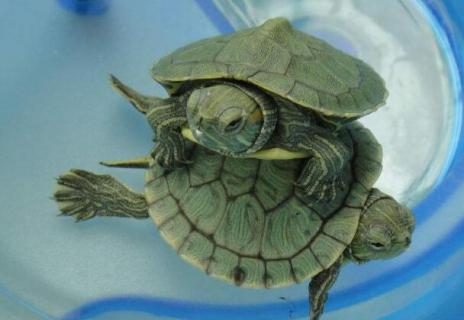 巴西幼龟怎么养 巴西幼龟怎么养活