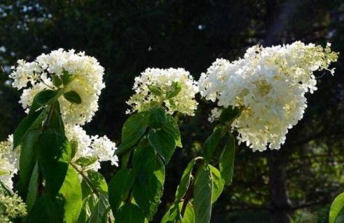 白色丁香花的花语是什么 白丁香花的花语是什么?