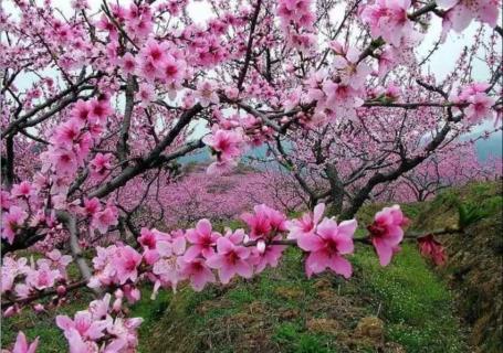 桃树开花前应该打什么药 桃树开花前应该打什么药防虫