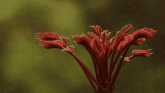 香椿怎么种植什么时间种（香椿什么时间种植好）