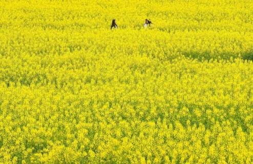 长安杨庄油菜花位置（西安杨庄油菜花怎么走）