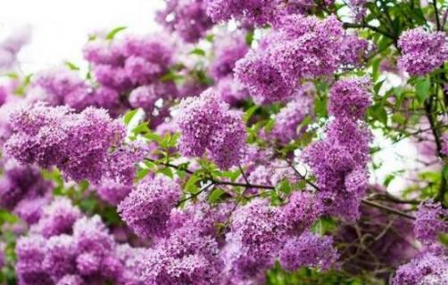 丁香花适合庭院种植吗 丁香花适合庭院种植吗北方