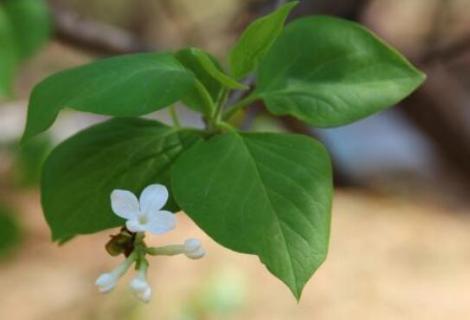 丁香花叶子是什么形状（丁香花叶子是什么形状图片）