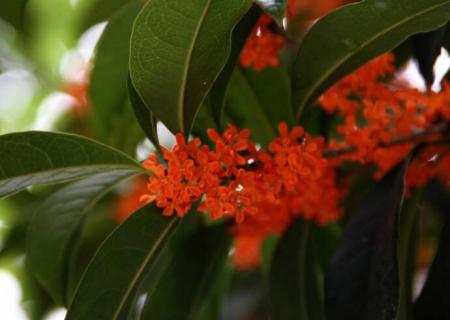 桂花树在北方能活吗（桂花树在北方能活吗?）