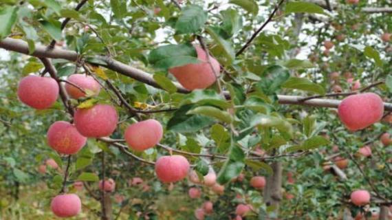 苹果树花期打什么药 苹果树花期打什么药能坐果