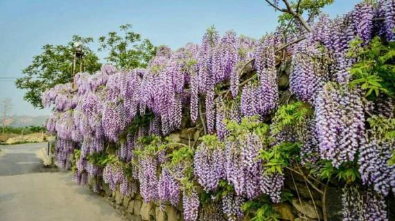 上海紫藤花什么时候开（上海紫藤花花期）