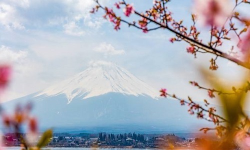 怎样拍花好看（怎样拍花好看又好看）