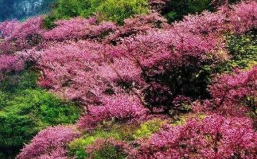 太平峪紫荆花开花时间（太平峪紫荆花开花时间表）