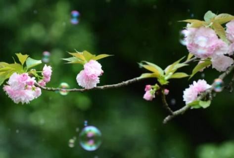 樱花的美称（樱花的俗称）