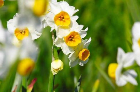 水仙花开花后怎么留种（水仙花开花后怎么留种子）