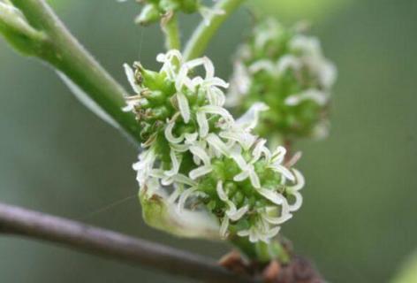 桑树花是单性花还是两性花（扶桑花是单性花吗）