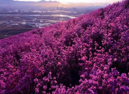 扎兰屯杜鹃花节时间（扎兰屯杜鹃花节今年开么）