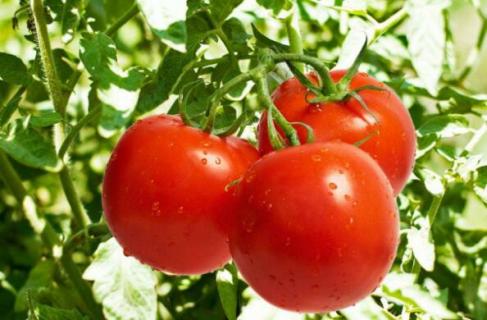 西红柿什么季节成熟 西红柿什么时候成熟