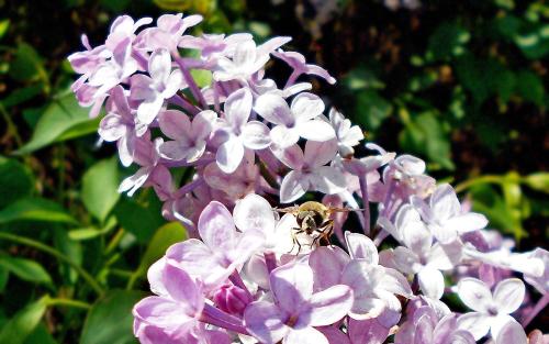 丁香花适合在室内养吗 丁香花适合在室内养吗北方