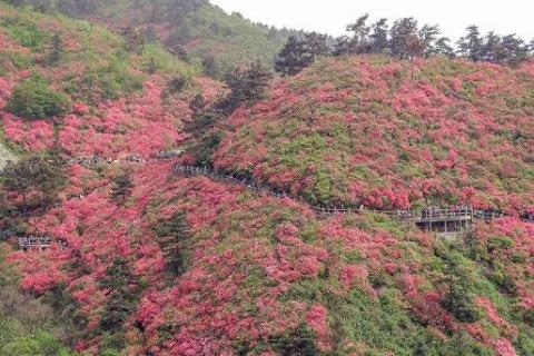 黄陂云雾山杜鹃花什么时候开（黄陂云雾山的杜鹃花）