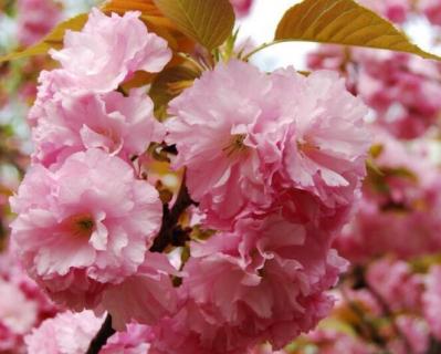 日本樱花季节 日本樱花季节开花的时间