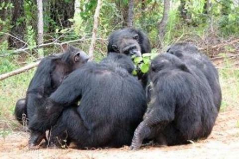 黑猩猩寿命有多长 黑猩猩能活多少年