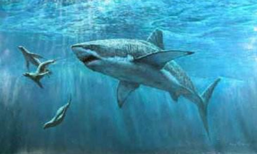 什么是大白鲨 什么是大白鲨和双头鲨