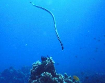 什么是大海蛇 大海蛇其实是什么