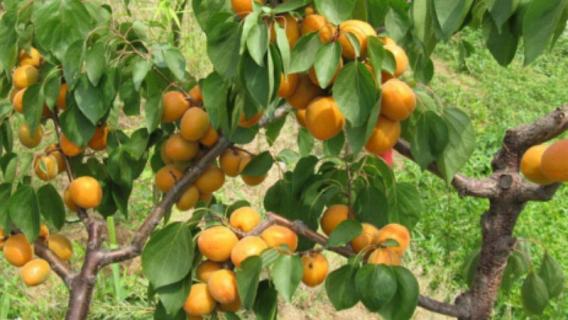 杏核能种出杏树吗（杏核能种出杏树吗能结果吗）