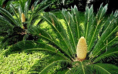 铁树雌花和雄花的区别（铁树雌花和雄花的区别是什么）