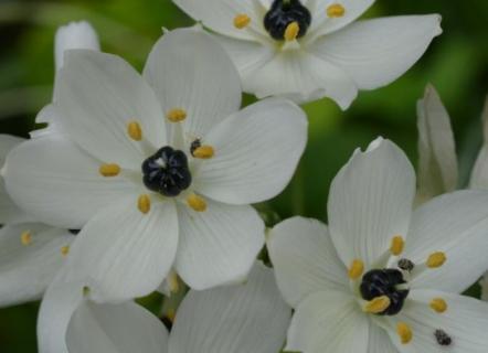 万年青为什么会开白花（开白花的万年青）