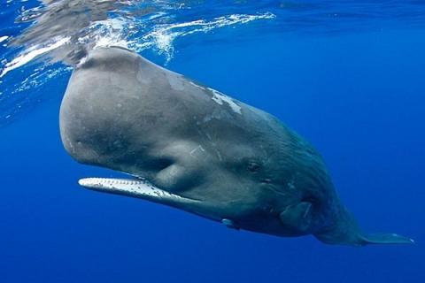 抹香鲸怎样进化 抹香鲸是怎么进化的