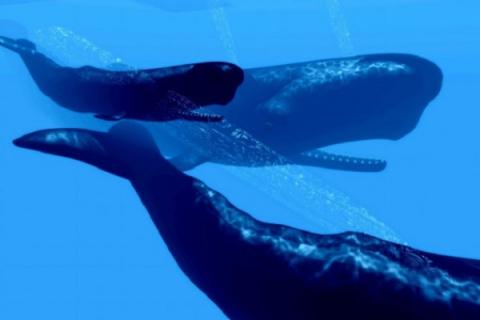 什么是雄性抹香鲸 雄性抹香鲸和虎鲸