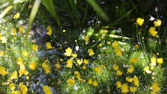 什么是黄花狸藻 什么是黄花狸藻类