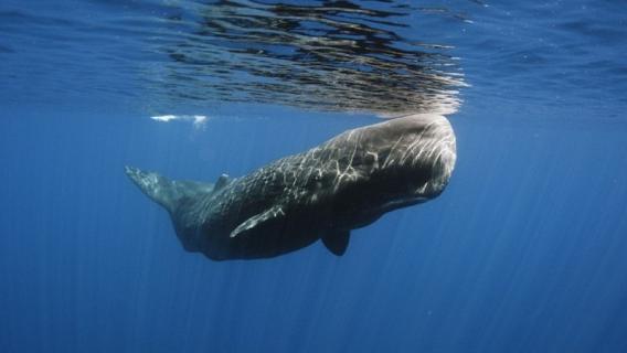 长须鲸尺寸多长（长须鲸有多长）