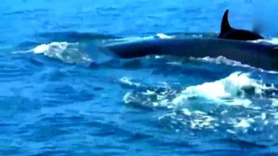 长须鲸濒危怎么办 长须鲸灭绝了吗