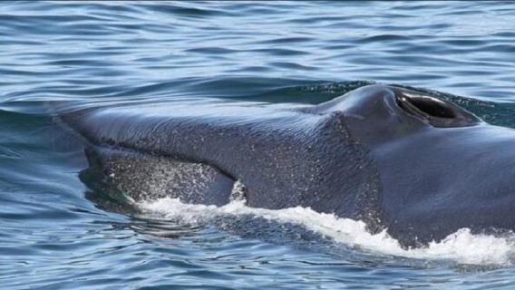 长须鲸速度怎么样 长须鲸和蓝鲸对比