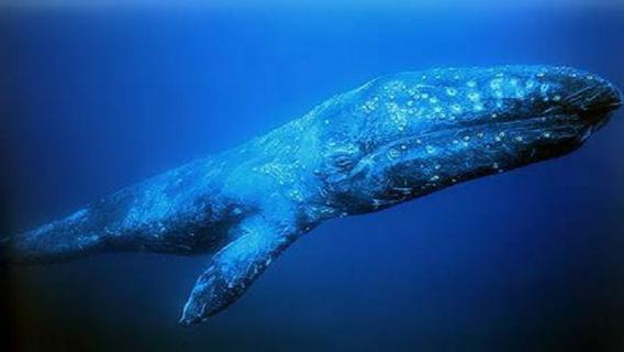 灰鲸的寿命多长 灰鲸已经灭绝了吗