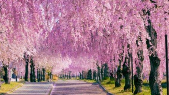 樱花的花季有多长 樱花的花季有多长时间啊