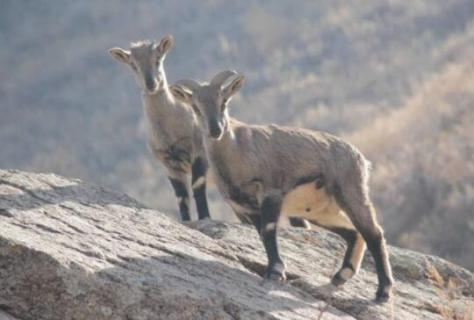 岩羊是国家保护动物吗 岩羊是国家保护动物吗为什么
