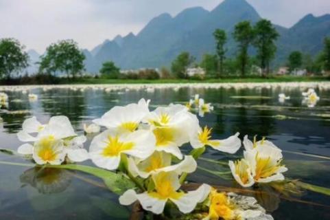 海菜花为啥叫水性杨花（海菜花为啥叫水性杨花图片）