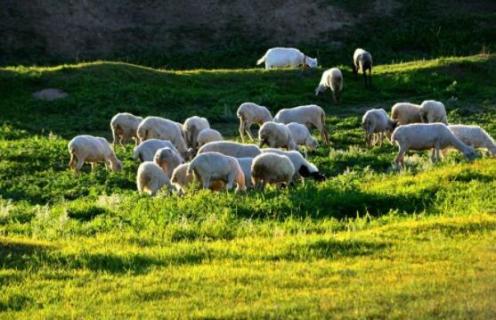 羊是杂食动物吗 羊是杂食动物吗?会吃人吗?