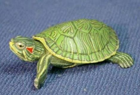 珍珠龟和巴西龟可以一起养吗 珍珠乌龟能不能和巴西龟一起养