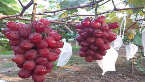 浪漫红颜葡萄几月成熟 找优质浪漫红颜葡萄苗
