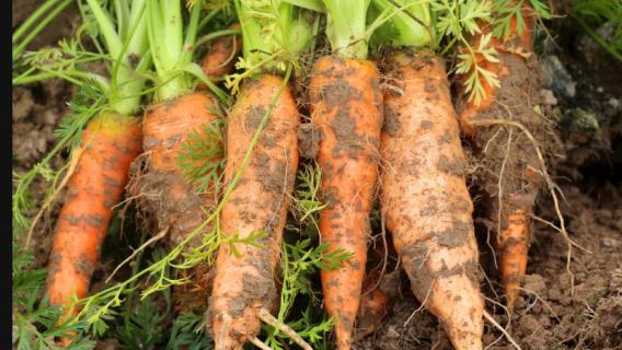 我们常吃的胡萝卜属于根状茎吗（我们食用的是胡萝卜的是根还是茎）