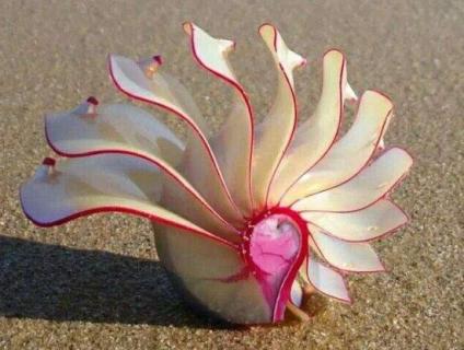 玫瑰螺是天然的吗（玫瑰螺是天然的吗图片）