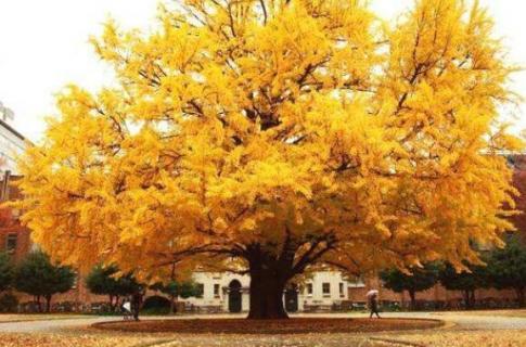 黄衣裳的是什么树 穿的黄衣裳的树是什么