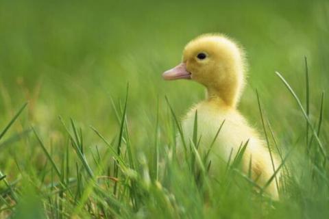 刚出生的小鸭子有着什么颜色的嘴角（刚出生的小鸭子有着什么颜色的嘴角填空）