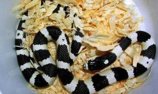 黑白王蛇和银环蛇区别（黑白王蛇和银环蛇区别图片）