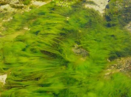 绿藻对水质的影响（绿藻对水质的影响论文）