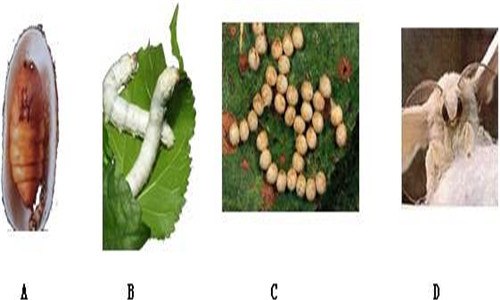 家蚕和蝗虫的生殖和发育的异同点 家蚕和蝗虫的生殖和发育的异同点和不同点
