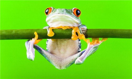 青蛙有脊椎吗 青蛙有脊椎吗视频